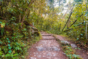  Beautiful paths to the jungle