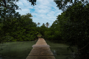 camino de madera en medio de un manglar