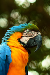 Closeup photo of macaw. Portrait of bird. Wild life photography. 