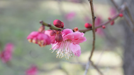 美しい梅の花に魅せられて！