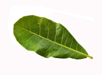 Obraz premium green leaf isolated on white background