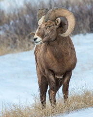 Bighorn Sheep in the Badlands during winter