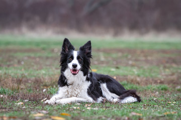 Fototapeta premium black and white border collie dog lies on green grass on a clear day
