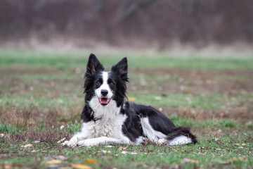 black and white border collie dog lies on green grass on a clear day