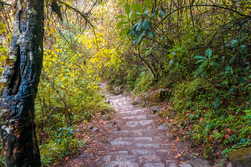  Beautiful paths to the jungle