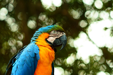Beautiful photo of tropical parrot Ara macao or Scarlet Macaw