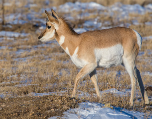 Pronghorn in the snow