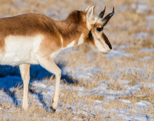 Pronghorn in the snow