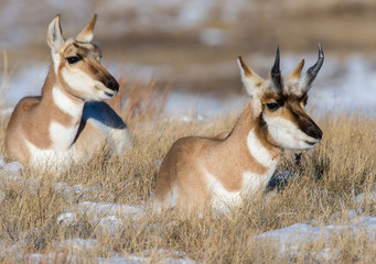 Pronghorn in the snow