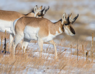 Pronghorn in the snow