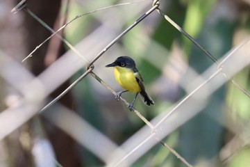 great tit on a branch