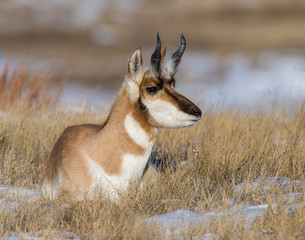 Pronghorn in the snow