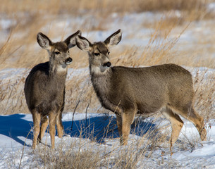Mule Deer in the snow
