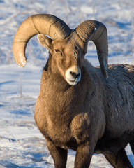Bighorn Sheep in the Badlands during winter