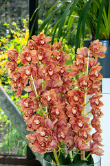 Blooming orchids in the greenhouse, Netherlands