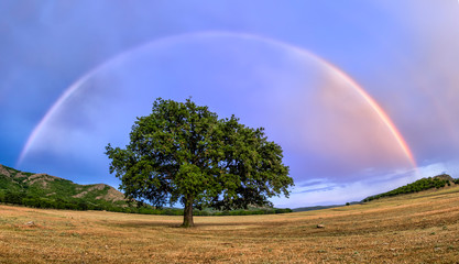 Beautiful landscape with a lonely oak tree and a rainbow, Dobrogea, Romania