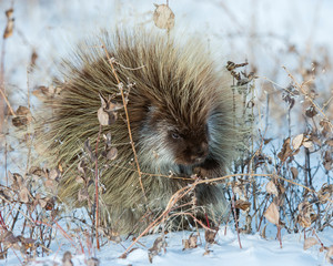 Porcupine at Badlands National park