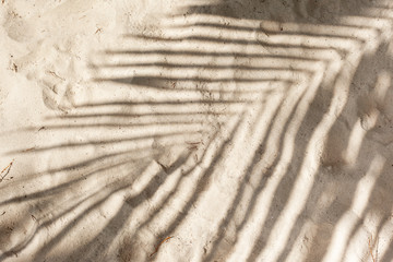 Fototapeta na wymiar shadow from palm tree branch