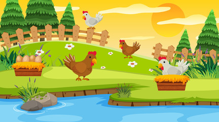 Background scene with chickens on the farm