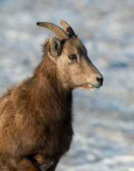 Bighorn Sheep in the Badlands