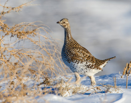 Sharp-tailed Grouse In The Snow