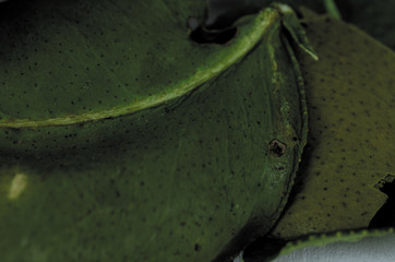 Bay Leaf close-up spice in the kitchen