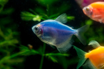 thorny, blue fish with transparent fins in an aquarium with green algae