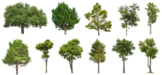 Collection Beautiful Trees Isolated on white background , Suitable for use in architectural design , Decoration work , Used with natural articles both on print and website.