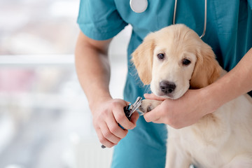 Cutting claws of young dog