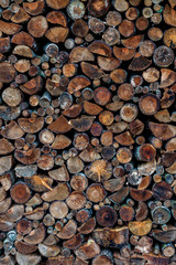 beautifully framed hardwood and coniferous firewood for drying firewood