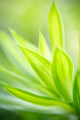 Nature of green leaf in garden at summer. Natural green leaves plants using as spring background cover page greenery environment ecology wallpaper