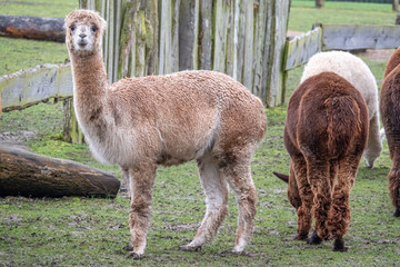 portrait of an alpaca, Vicugna pacos, in an animal park