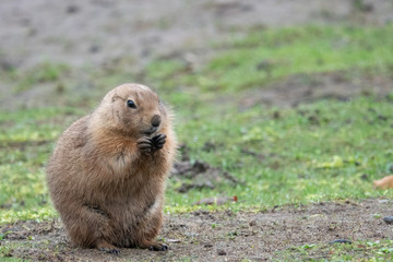  portrait of a cute prairie dog, genus Cynomys, in a zoo