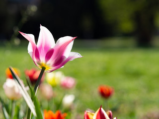 Colorful tulip flower blooming in the spring