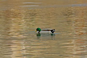 Duck on Water