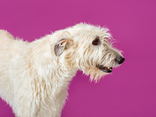 white big irish wolfhound
