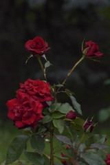 pink rose in the garden