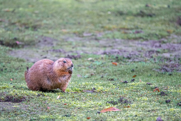  portrait of a cute prairie dog, genus Cynomys, in a zoo