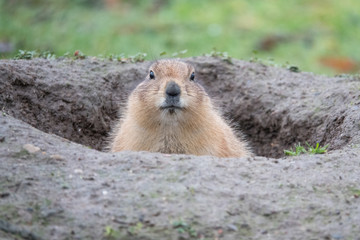 portrait of a cute prairie dog, genus Cynomys, in a zoo