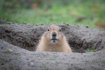  portrait of a cute prairie dog, genus Cynomys, in a zoo