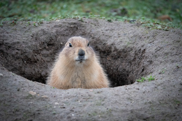  portrait of a cute prairie dog, genus Cynomys, in a zoo