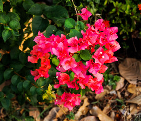 Natural beauty Pink bougainvillea flower