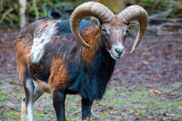 portrait of a mouflon, Ovis orientalis, in a zoo