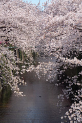 Cherry blossom branches tunnel with river in spring.