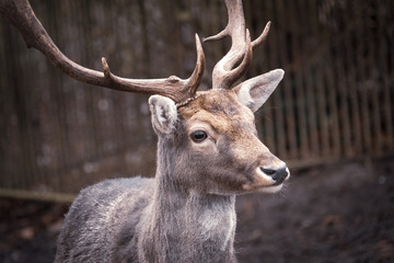  portrait of a deer, dama dama, in a zoo