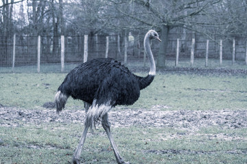 a portrait of African ostrich, struthio camelus, in a zoo