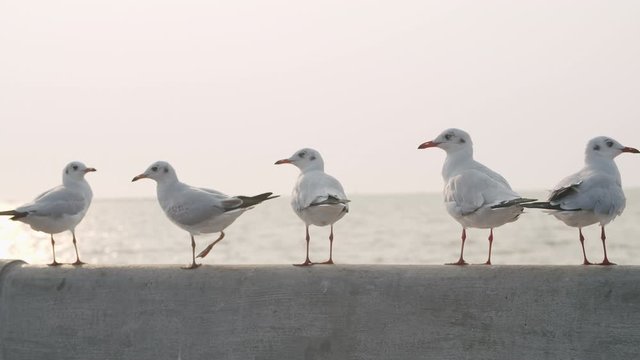 Seagulls seat the fence at the seaside promenade in nature at bangpoo of thailand