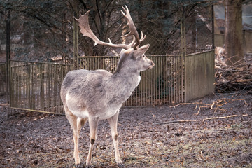  portrait of a deer, dama dama, in a zoo