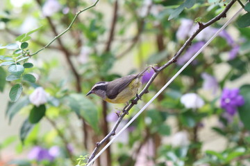 bird on a branch