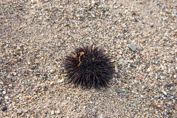 Black sea urchin on the sand beach, Cittadella del Capo, Province of Cosenza, Italy